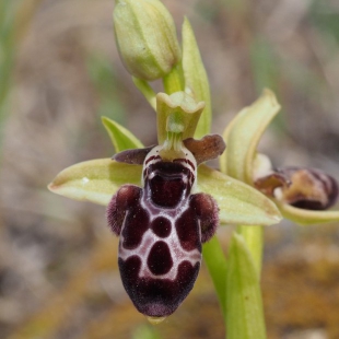 Ophrys kotschyi